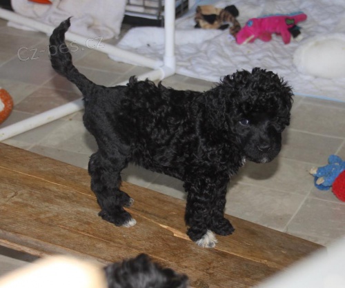 Portugalsk� vodn� pes �t��ata k dispozici