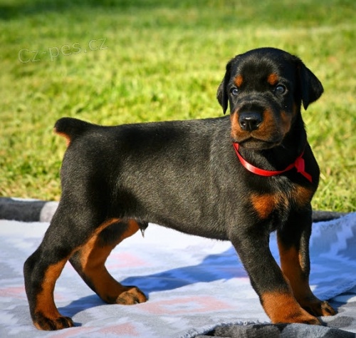 zdrav� a o�kovan� �t��ata dobermana na prodej.