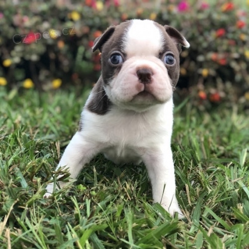 Kr�sn� a roztomil� d�ti bostonsk�ch teri�r�