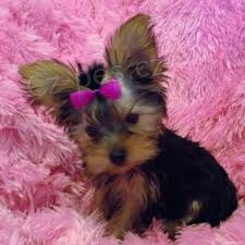 yorkie �t��ata