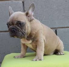 Francouzsk� buldo�ek �t��ata