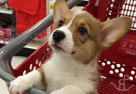 �t��ata Pembroke Welsh Corgi