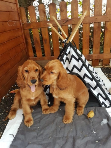 �t��ata anglick�ho kokr�pan�la zoufale tou�� po nov�ch domovech