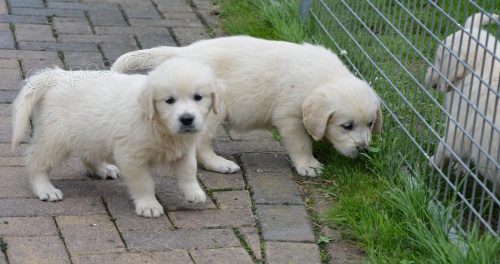 hrav� a zdrav� �t��ata zlat�ho retr�vra