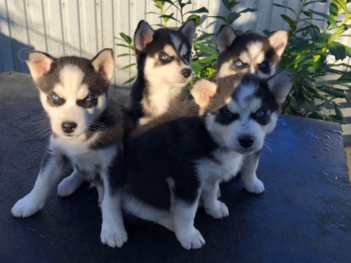 Sibi�sk� husky �t��ata - Testy DNA