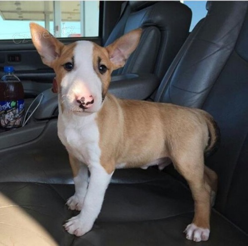 Zdrav� �t��ata bulteri�ra