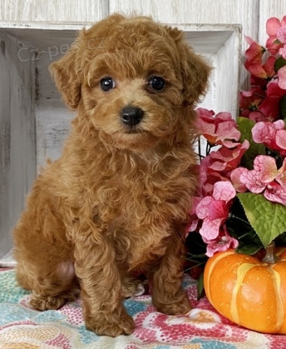 Na prodej jsou k dispozici n�dhern� �t��ata pudl� a pudl�.  �t��ata jsou zdrav� a o�kovan�.