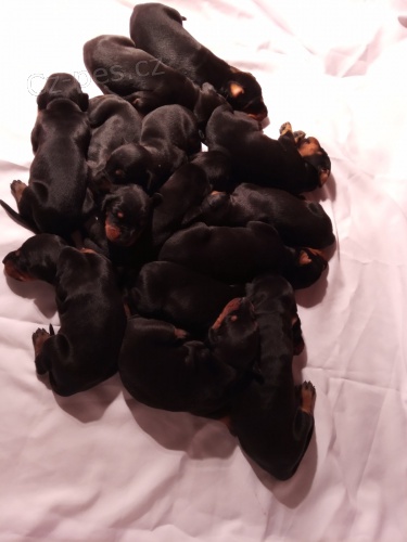 Dobrman �t��ata