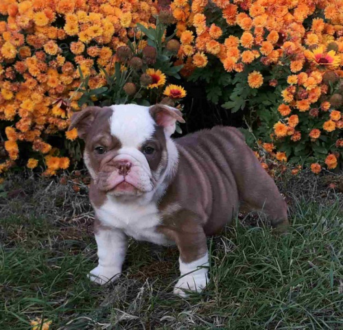 �okol�da a lila Bulldogs