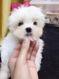 malt�zsk� �t��ata