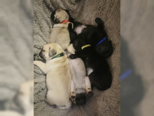 Mops miminka chlapci a d�v�ata