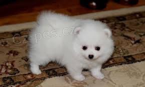 Pomeranian �t��ata