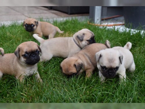 Super roztomil� �t���tka mopsl�ka