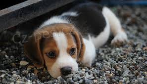 BEAGLE �T��ATA