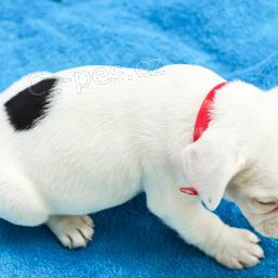 Rozko�n� �t��ata francouzsk�ho buldo�ka jsou p�ipravena na nov� rodiny.