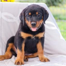 Rozko�n� �t��ata rotvajler� jsou p�ipravena na nov� rodiny.