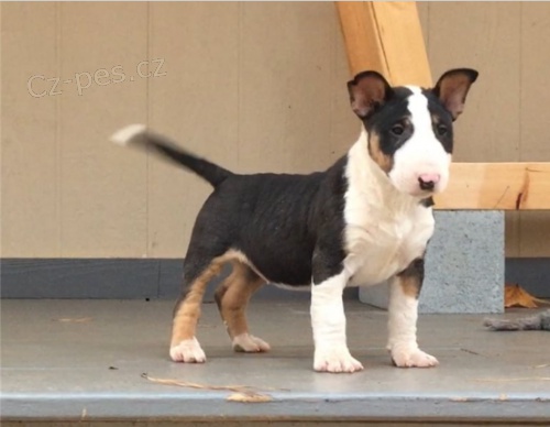 Rozko�n� �t��ata bulteri�ra jsou p�ipravena na nov� rodiny.