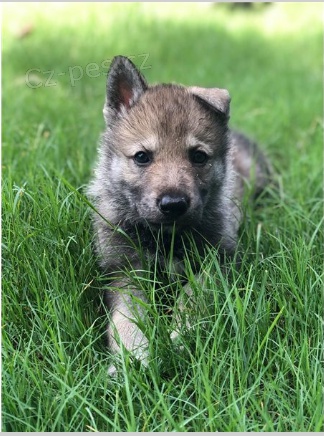 Rozko�n� �t��ata �esk�ho vl��ho psa jsou p�ipravena na nov� rodiny.