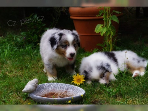 Australsk� ov��k pro nov� rodi�e