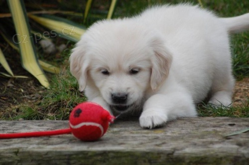 Zdrav� �t��ata zlat�ho retr�vra na prodej