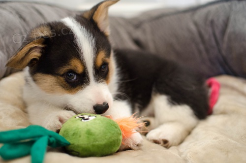 �t��ata Pembroke Welsh Corgi K dispozici k adopci
