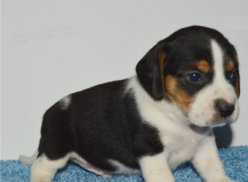 �t��ata Beagle K dispozici k adopci