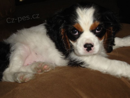 �t��ata Calvalier King Charles p�ipravena k adopci