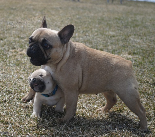 Francouzsk� buldo�ek �t��ata p�ipravena do nov�ch domov�