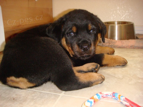 Zdrav� �t��ata rotvajler� k adopci.