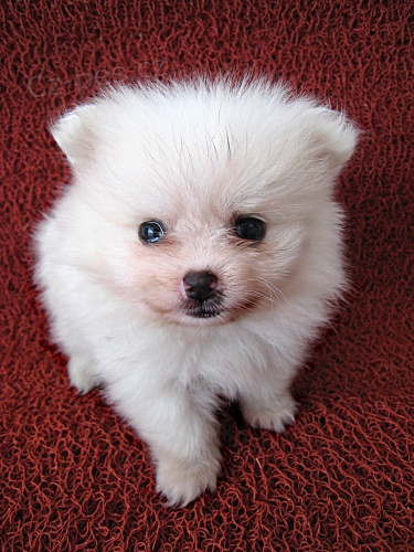 ��lek pomeransk�ch �t��at