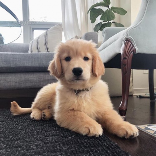 Velmi zdrav� �t��ata sibi�sk�ho husky