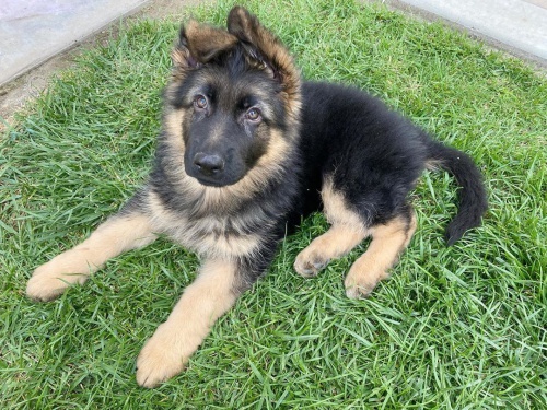 O�kovan� a velmi zdrav� Shiba Inu