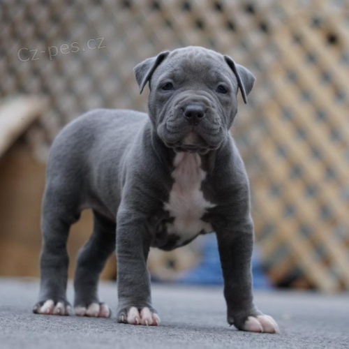 �t��ata Pit Bull jsou k dispozici k adopci