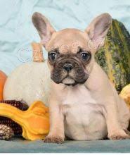 Francouzsk� buldo�ek �t��ata na prodej
