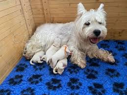 West Highland �t��ata