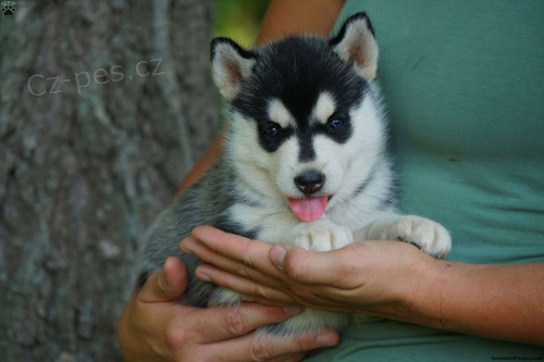 sibi�sk� husky �t��ata