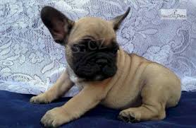 francouzsk� buldok �t��ata k dispozici