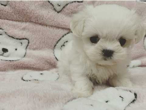 Malt�z�t� �t��ata k V�noc�m mu�sk� a �ensk�