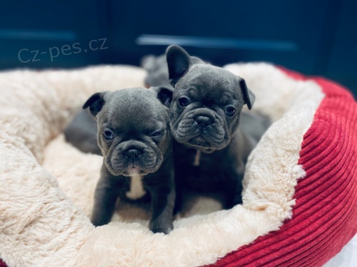 K dispozici 3 m�s�ce francouz�t� buldoci..