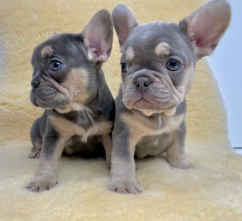 K dispozici 3 m�s�ce francouz�t� buldoci,,