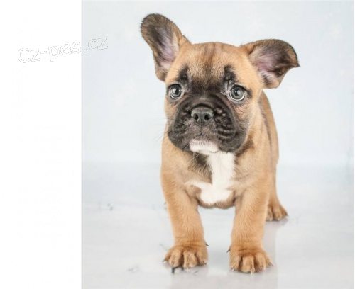 Francouzsk� buldo�ek 