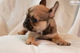 Francouzsk� buldo�ek �t��ata