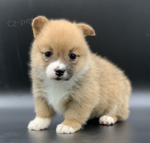 Samec a samice �t��ata Welsh Corgi Pembroke.