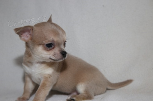 Rozko�n� miniaturn� �t���tka �ivavy na prodej