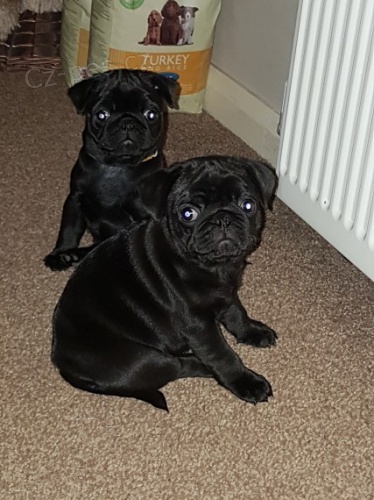 Zdrav�, od�erven� a o�kovan� �t��ata mopsl�ka