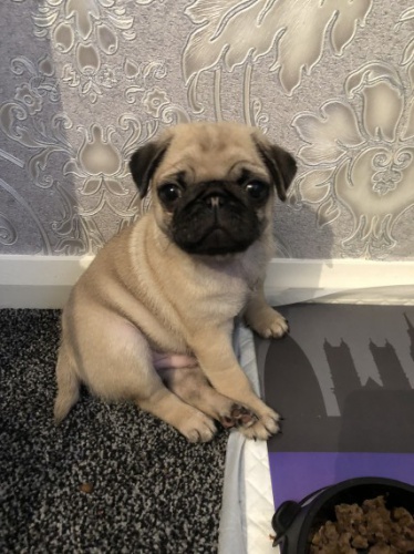 Kr�sn� b�ov� �t��ata mops� na prodej