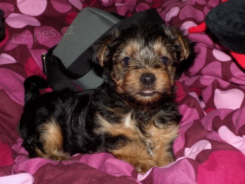 Kr�sn� yorkie samci a samice �t��ata k dispozici na prodej