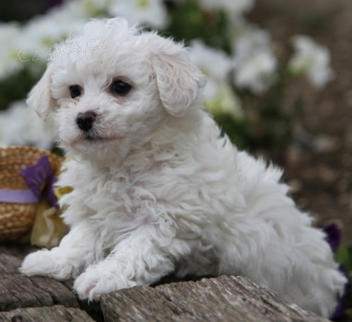 Bichon frize �t��ata na prodej