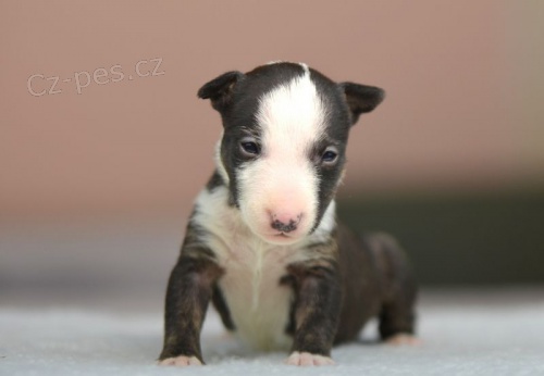 BULLTERI�R �T��ATA