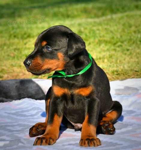 Kr�sn� pes a samice �t��at dobermana